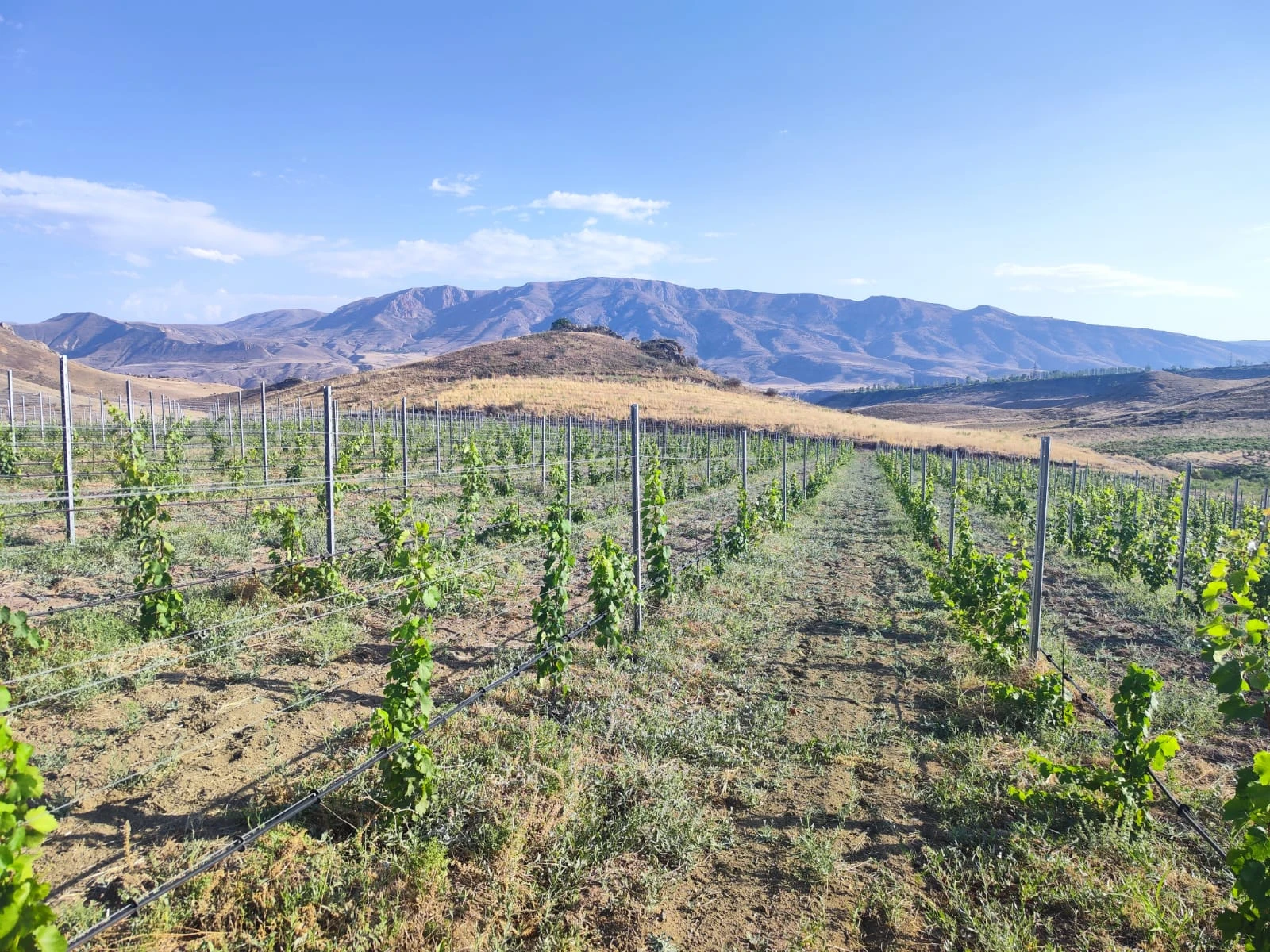 Tavitian Vineyards