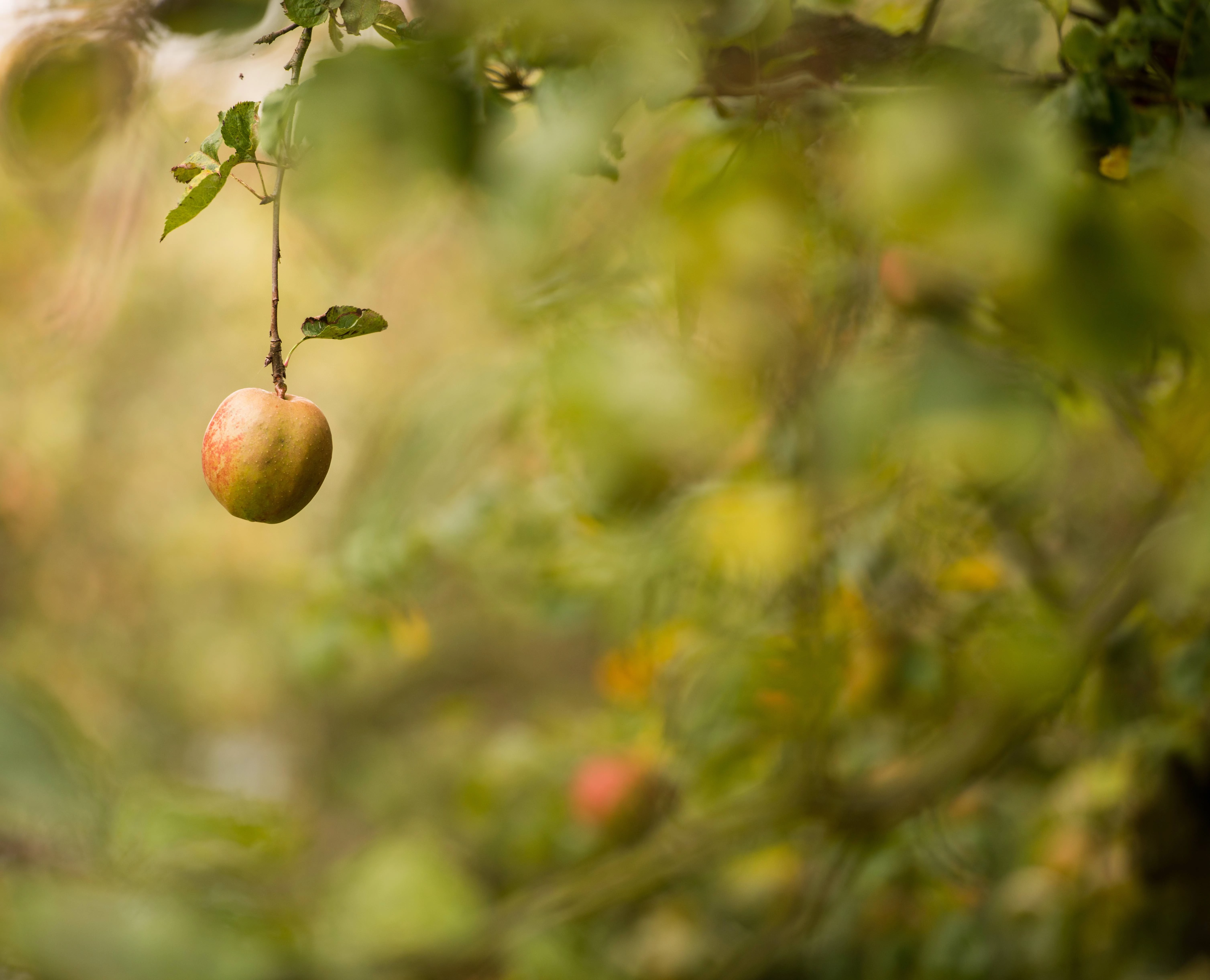 r75-single-ripe-apple-hanging-from-a-tree-ready-for-pickingstokpicsmaller-15627128434817.jpg