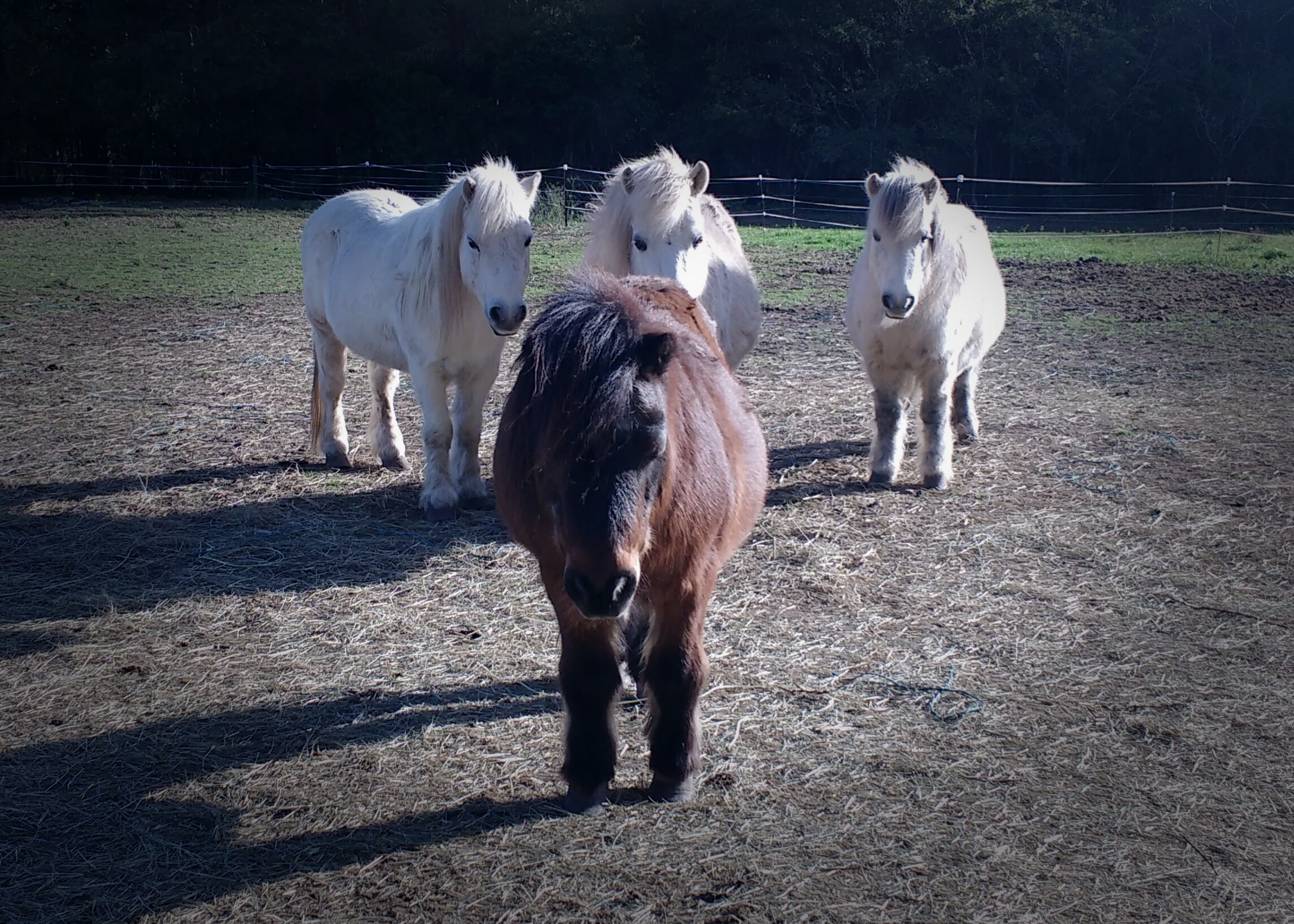 PONY ADVENTURES Pony Adventures