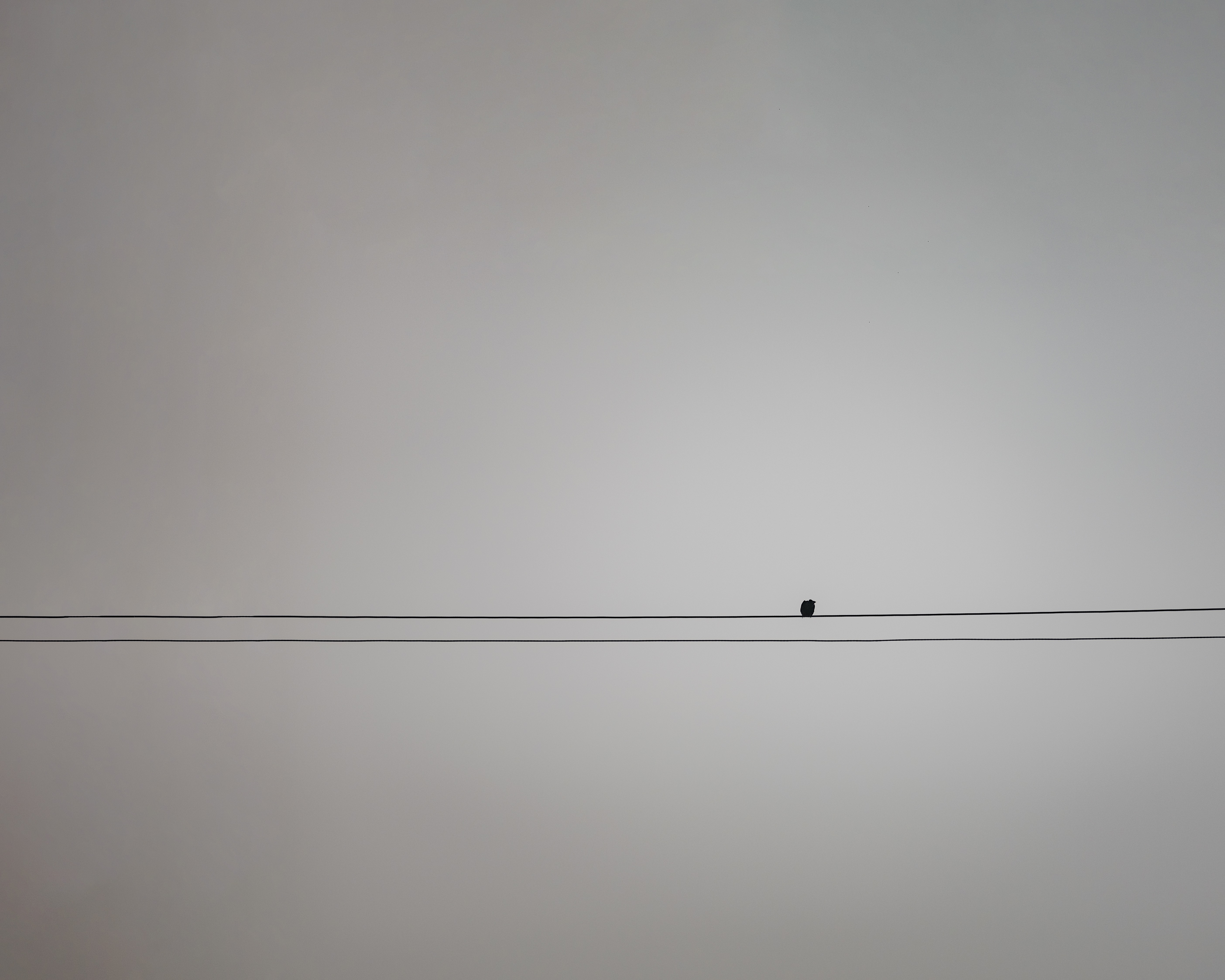 107-bird-on-wire.jpg