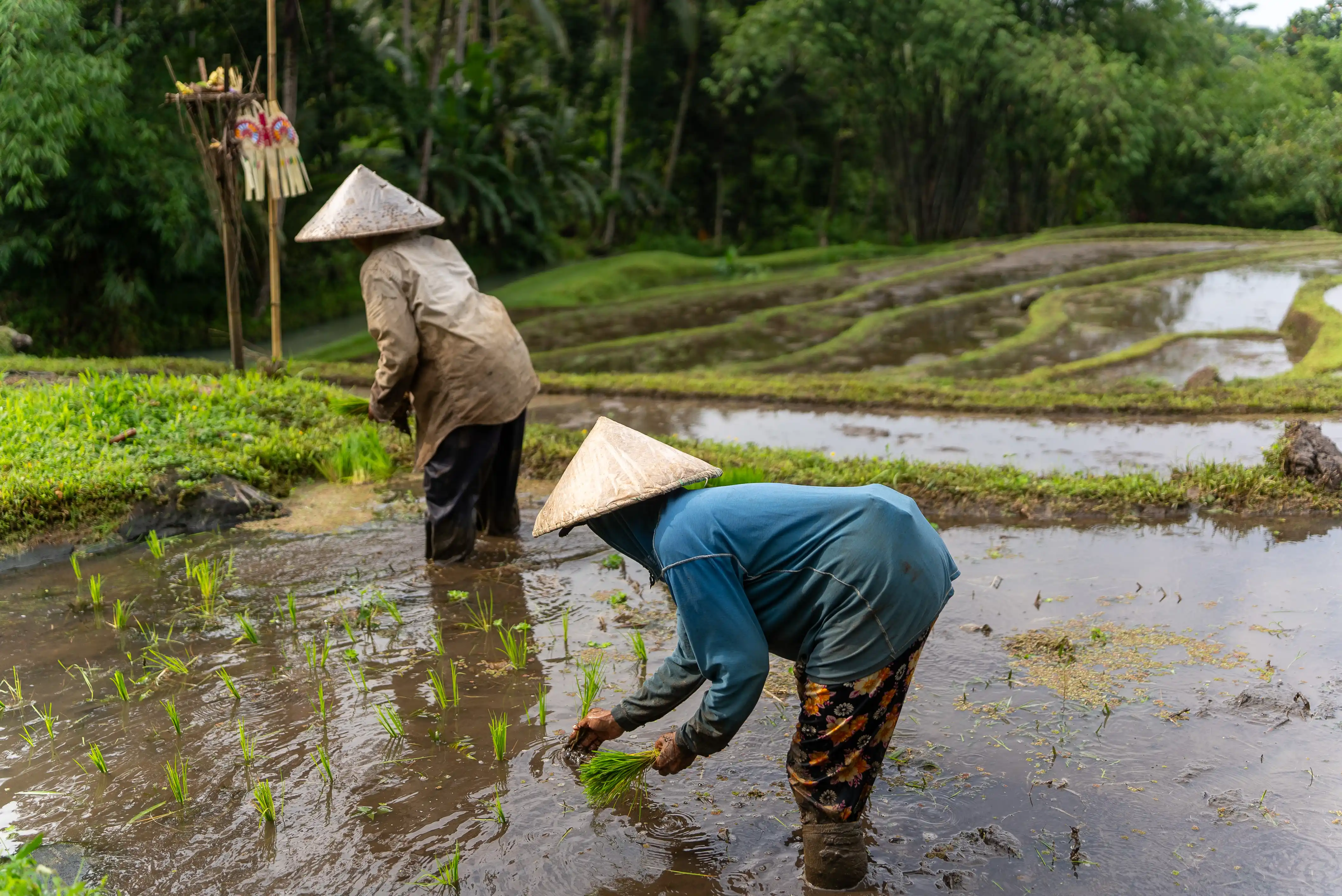 Balinese rice farmers planting in terraced paddies near Bali Eco Stay retreat Two Balinese farmers planting rice seedlings in lush green terraced paddies near Bali Eco Stay retreat, surrounded by tropical jungle.