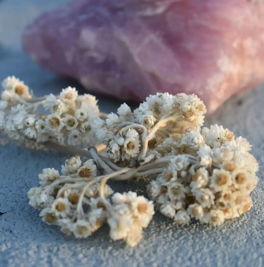 Rose quartz crystal with sacred dried flowers, symbolizing love, healing energy, and spiritual connection at LunAscention