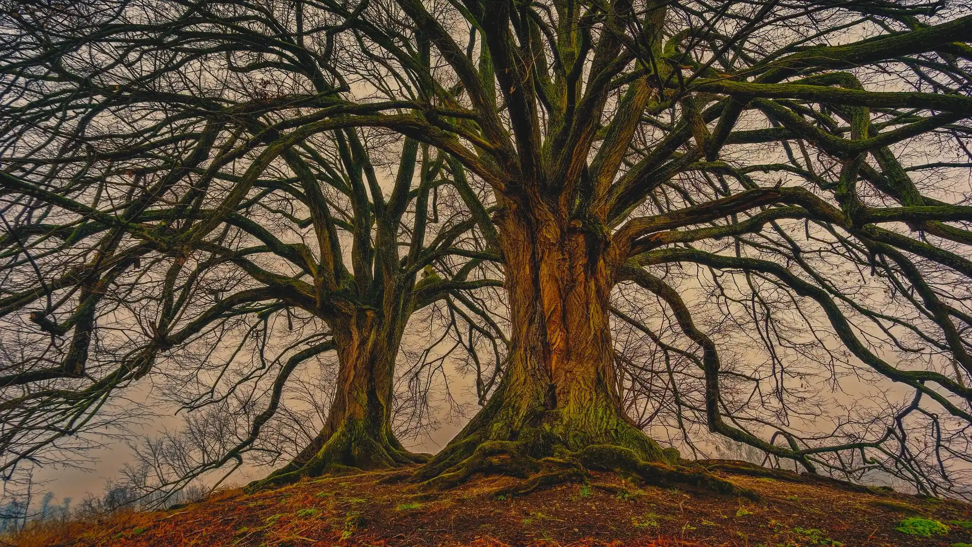 r587-mystical-forest-psychic-mind-17567919831976.jpg