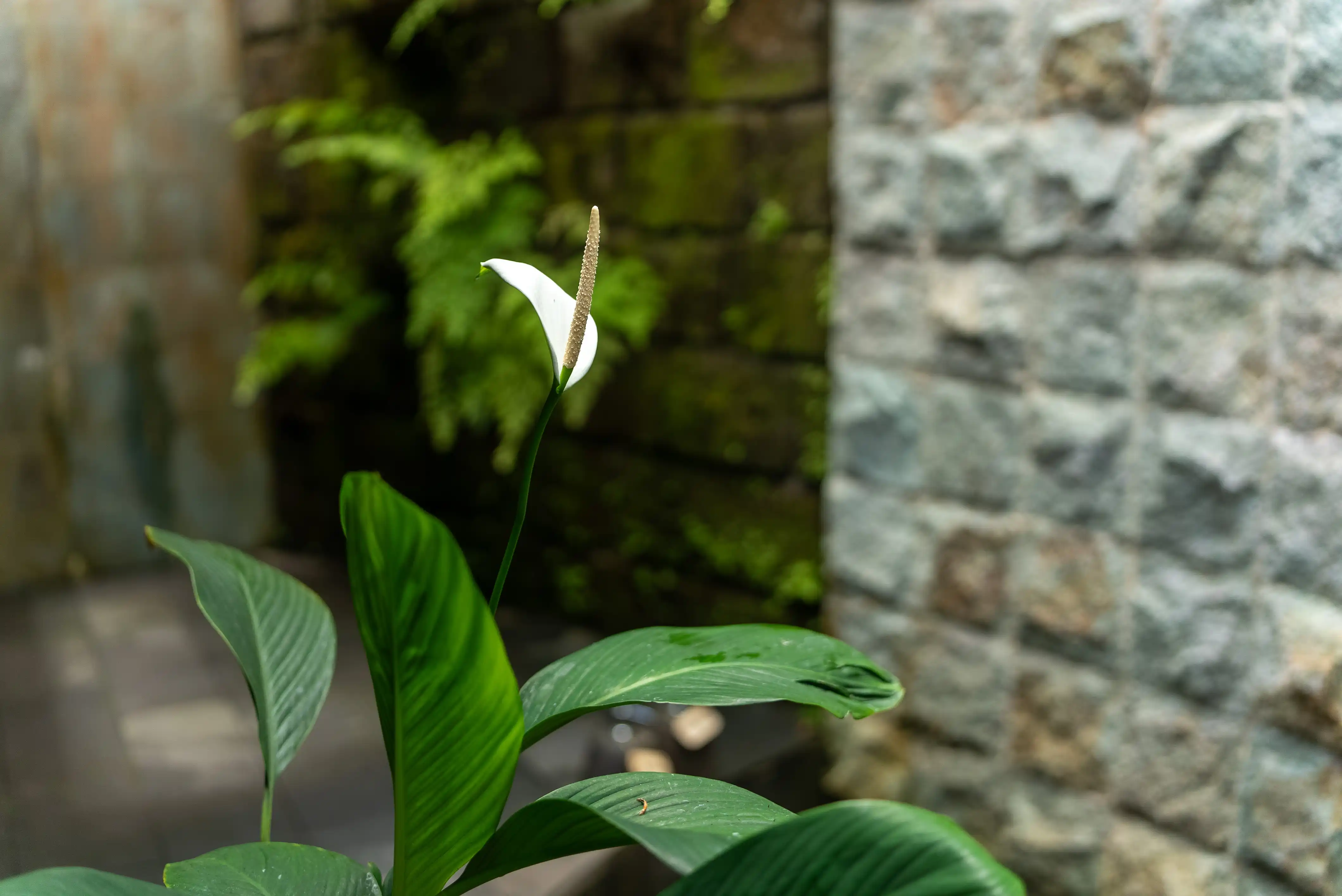 r865-bali-eco-stay-bathroom-peace-lily-17548839680548.jpg
