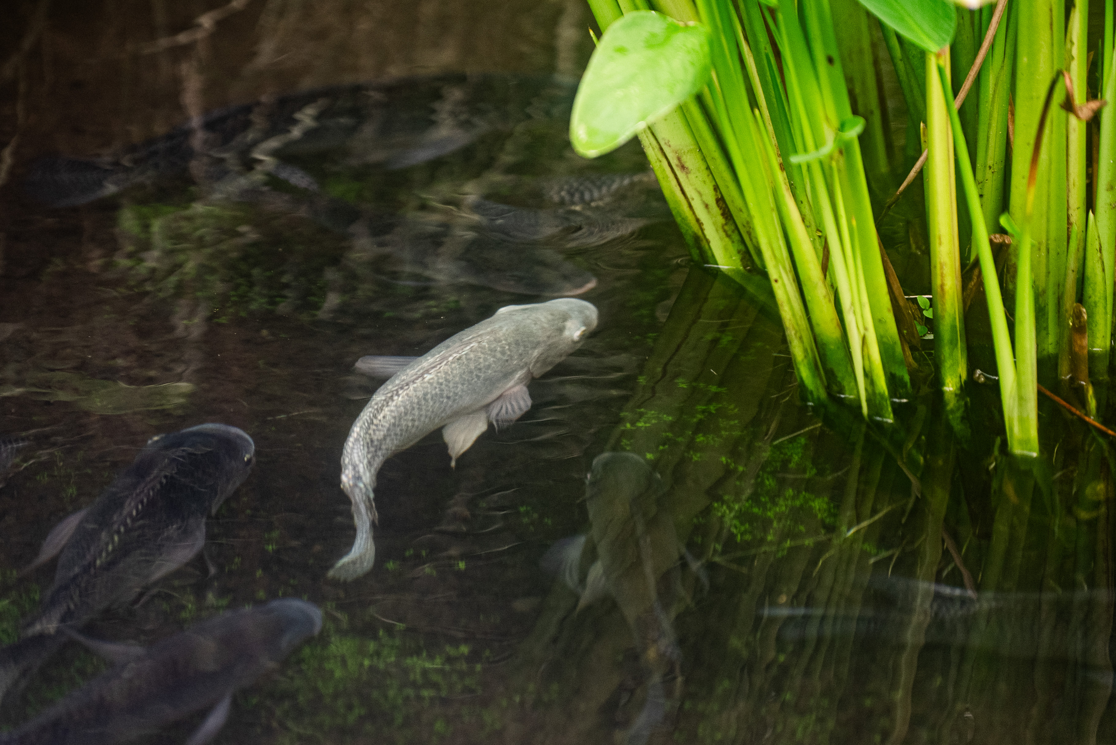r959-baliecostayremichapeaublancfish-garden-05-17340845242008.jpg