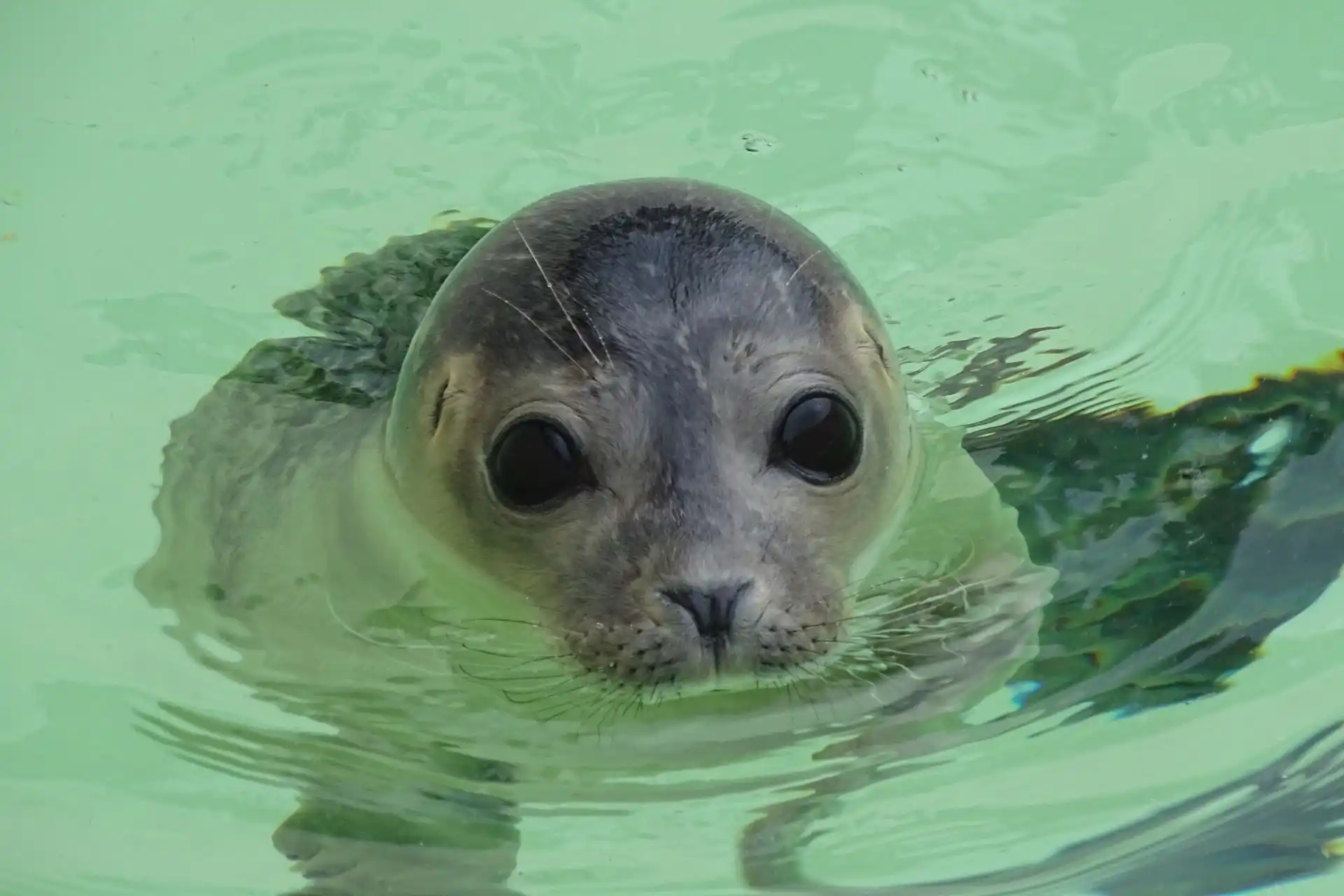 Seal Selkie