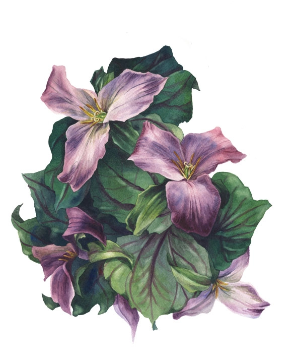 Trillium Study *ORIGINAL SOLD* 173-painting---sized-for-web-15839609511313.jpg