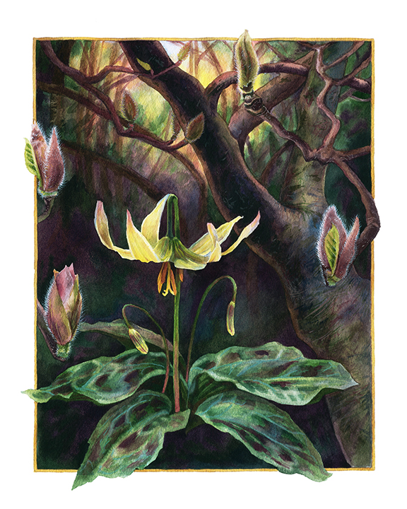 Erythronium 196-painting---sized-for-web-16193203936138.jpg