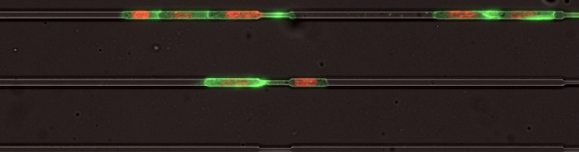 Image example of microchannels  2070811214220-screen-shot-2020-09-10-at-42307-pm.png