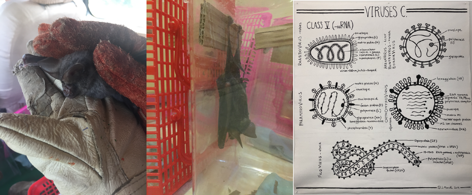 Wild hipposideros pratti bats sampled in southern China 283-reservoir-hosts.png