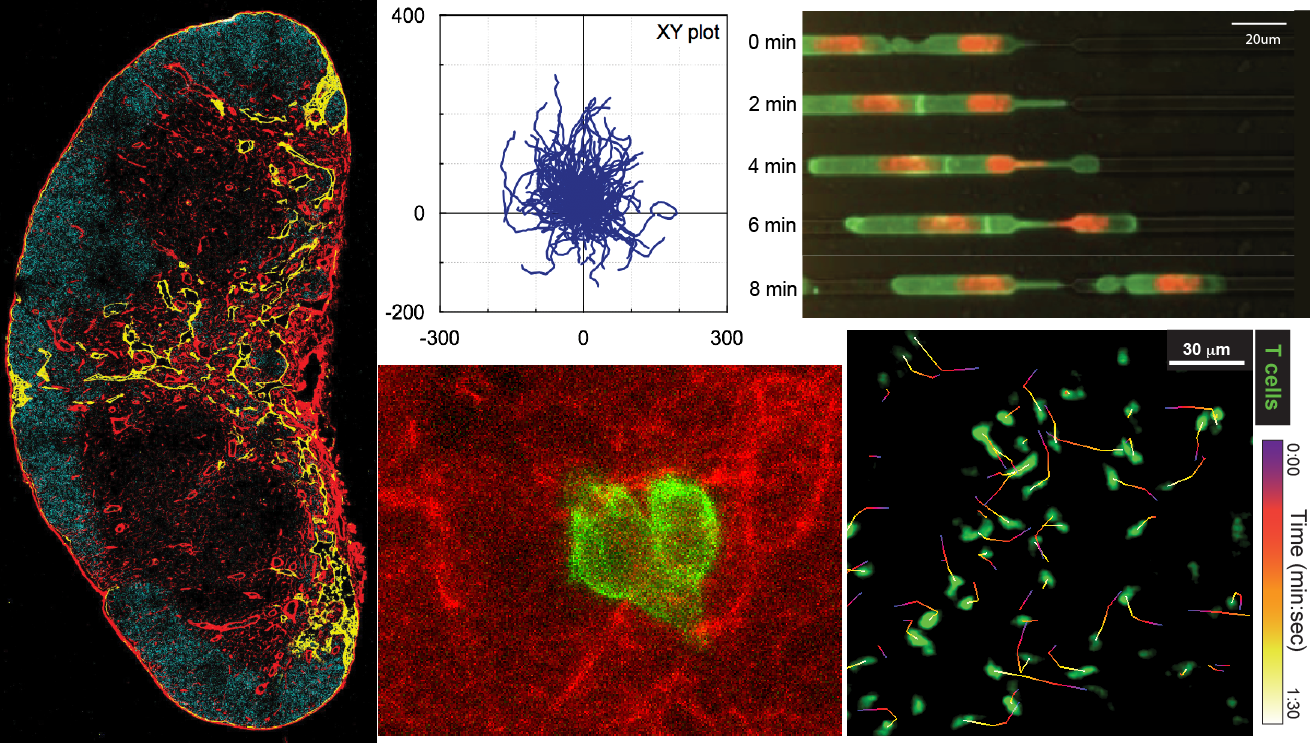 286-t-cell-migratory-processes.png