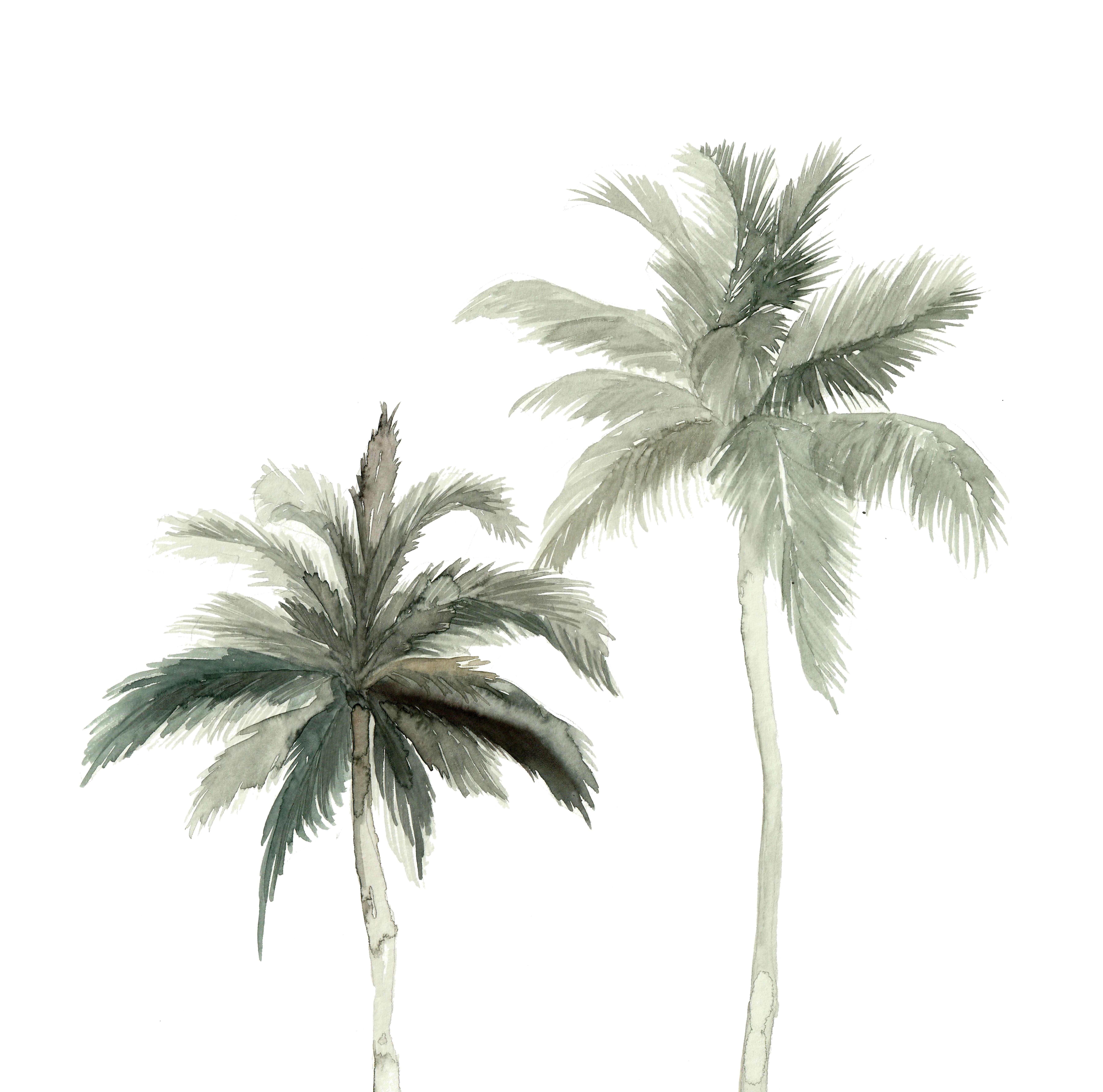 012417200712652-botanical-illustration---palmtrees.jpg