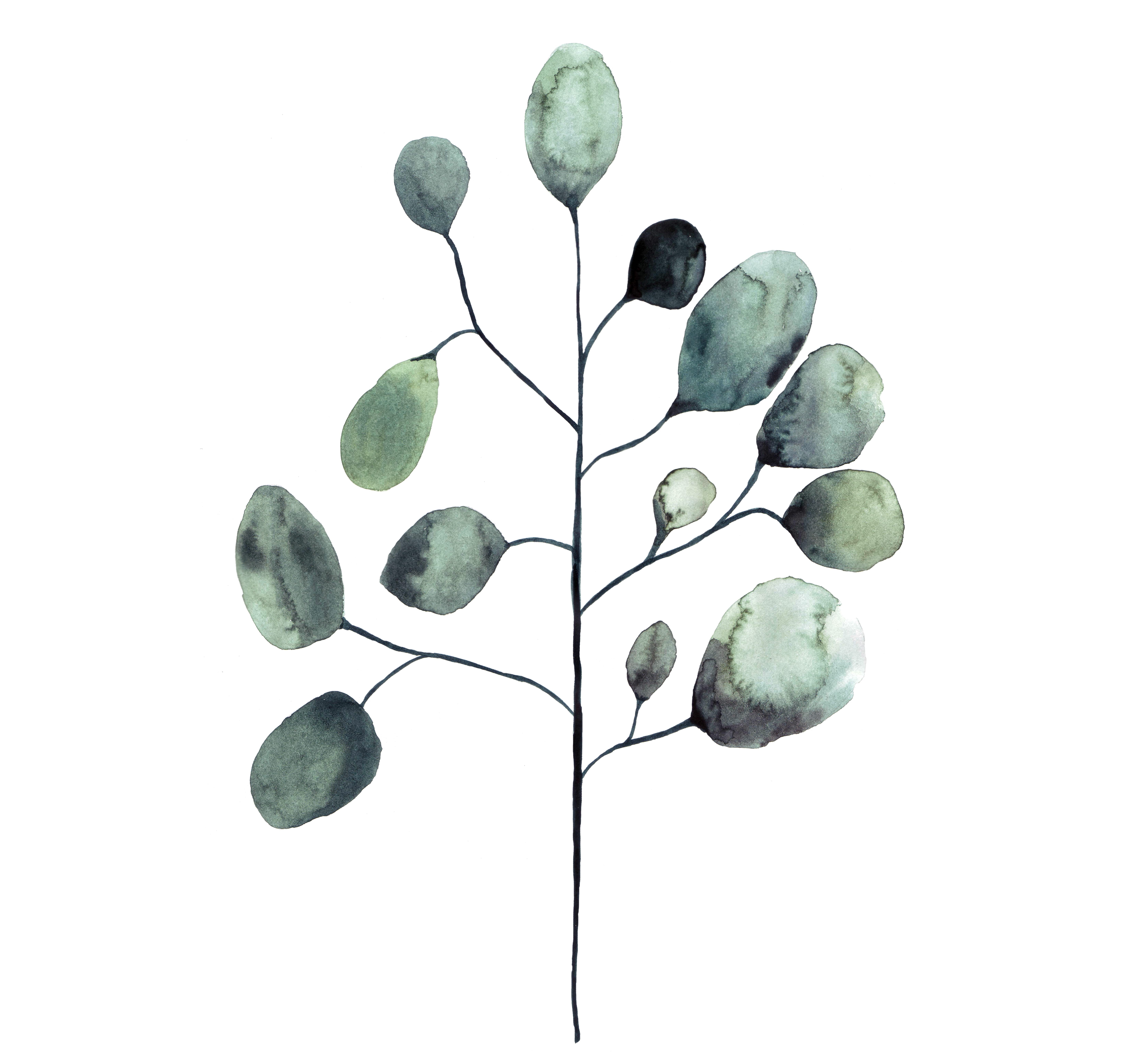 0141172006776714-botanical-illustration---eukalyptus.jpg