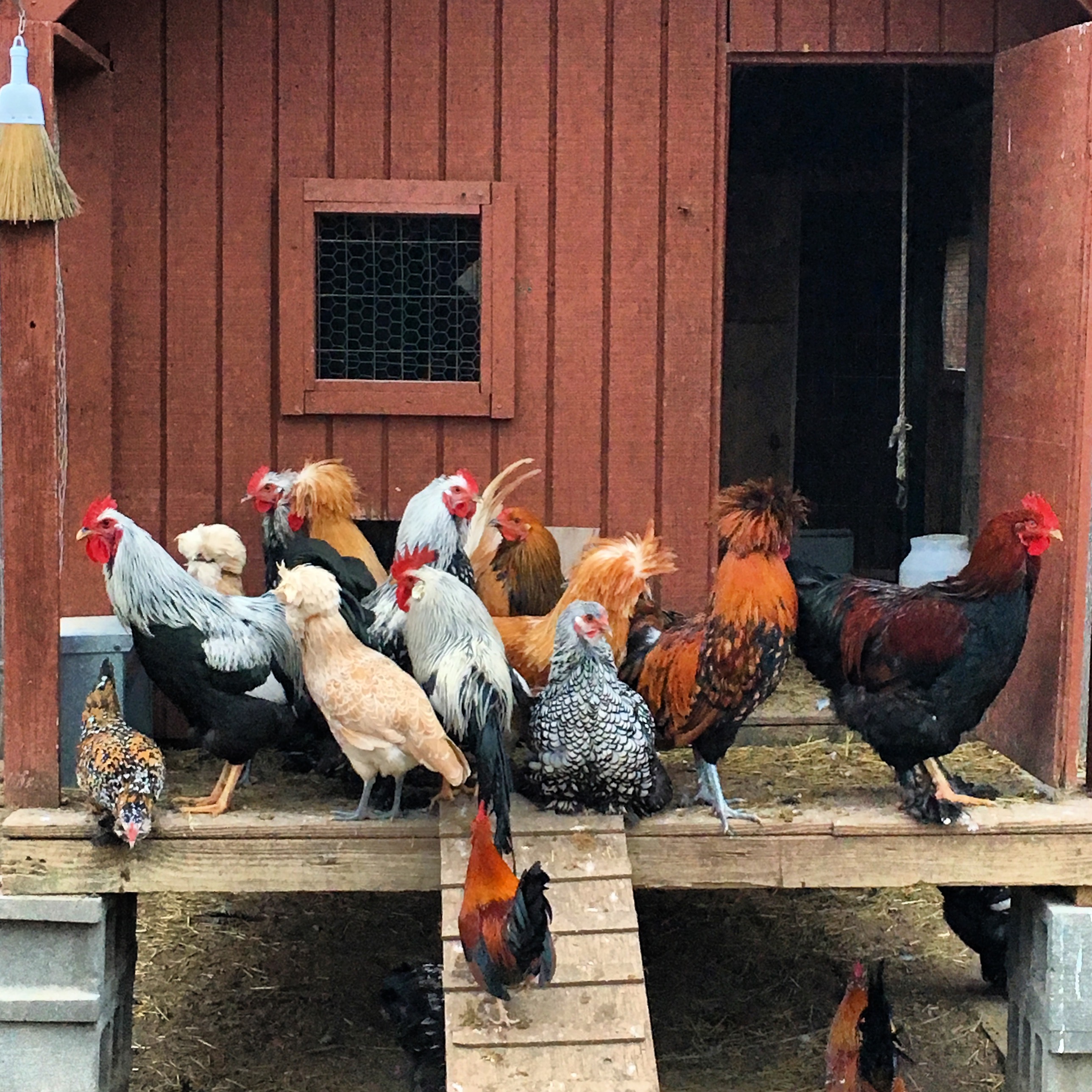 Chicken coop, Darts Tree Farm, Southold