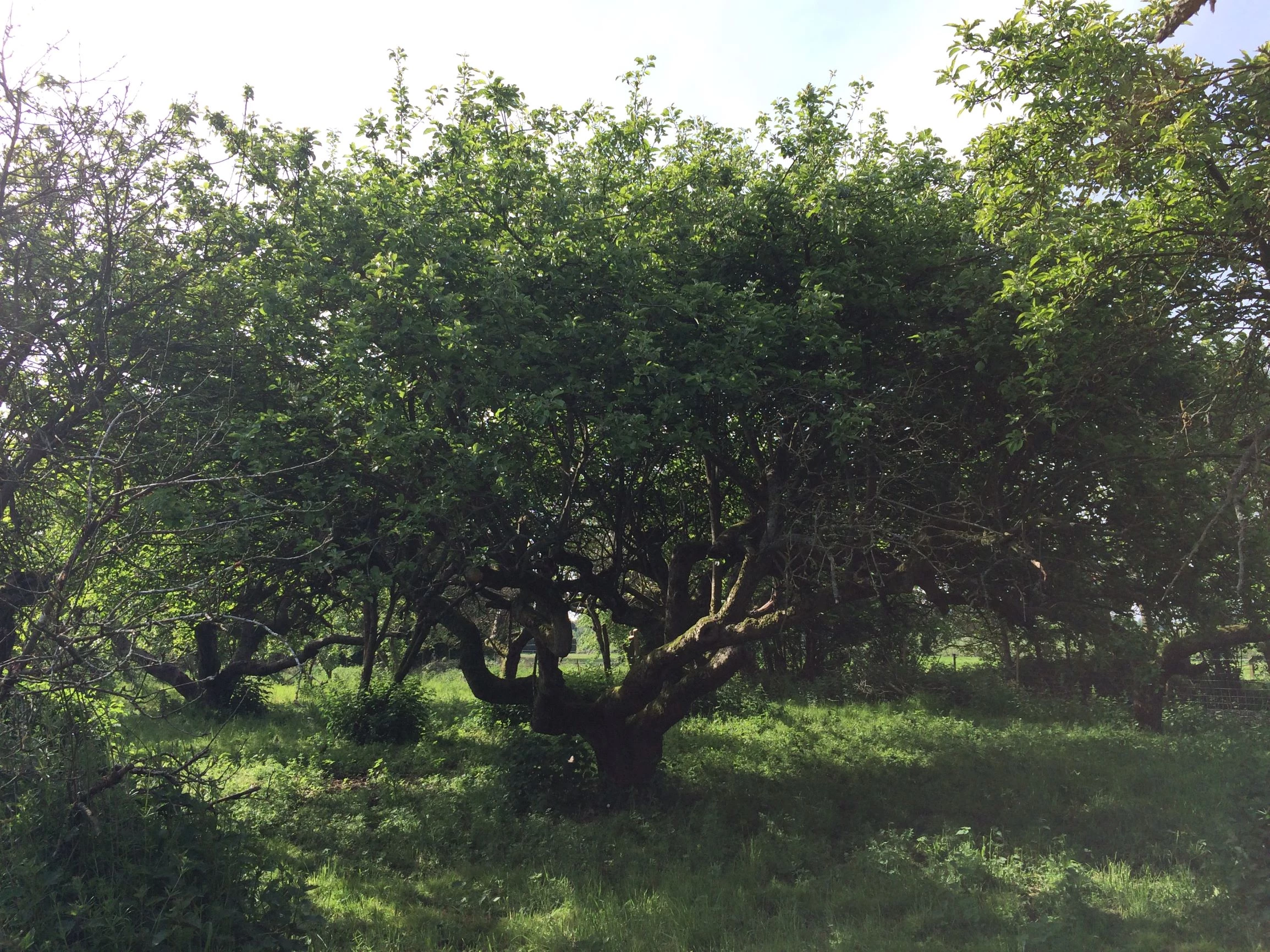 45-windy-path-bramleyjpg.jpg