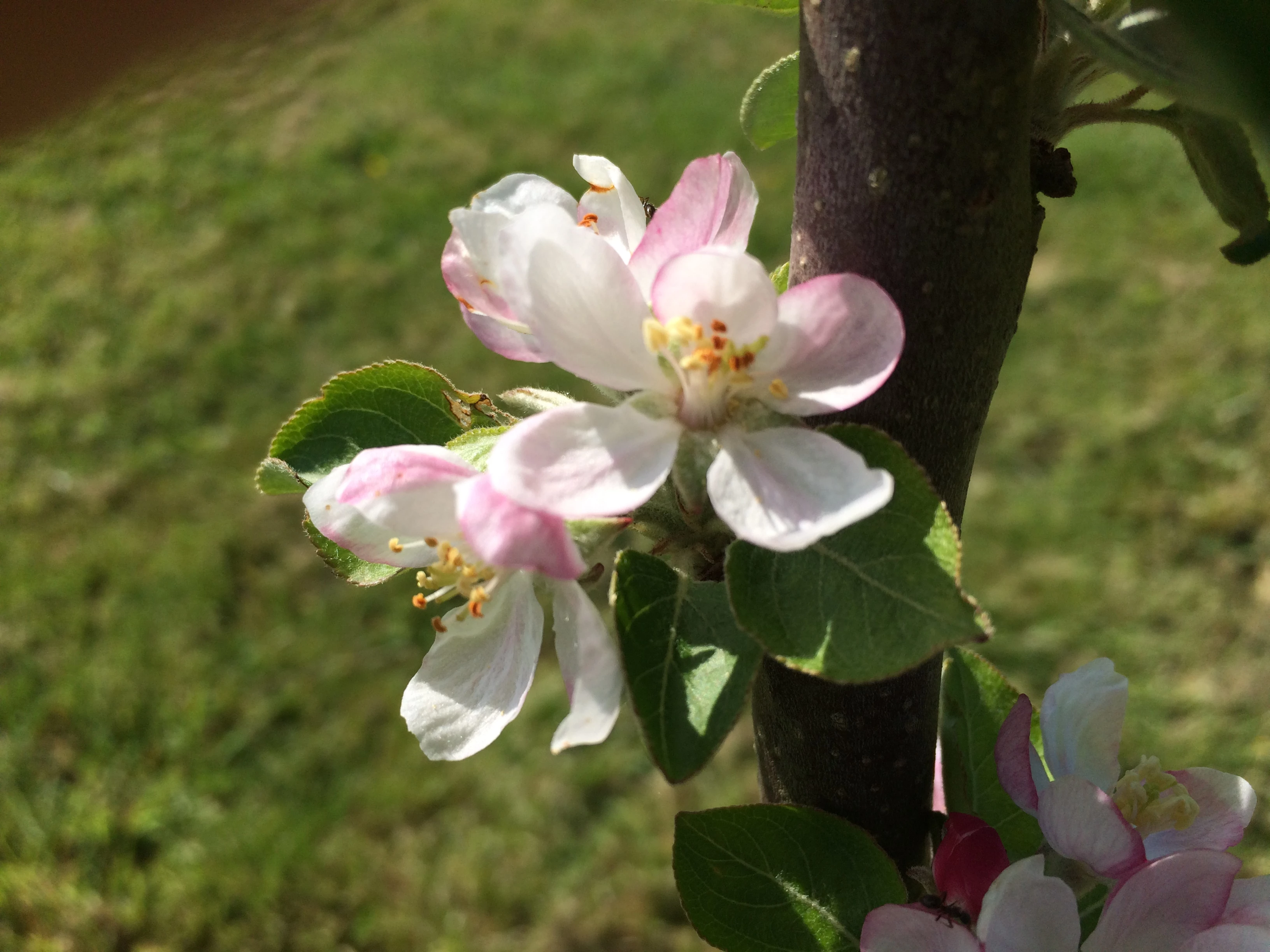 49-apple-blossom5jpg.jpg