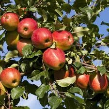 49-apples-on-tree.jpg