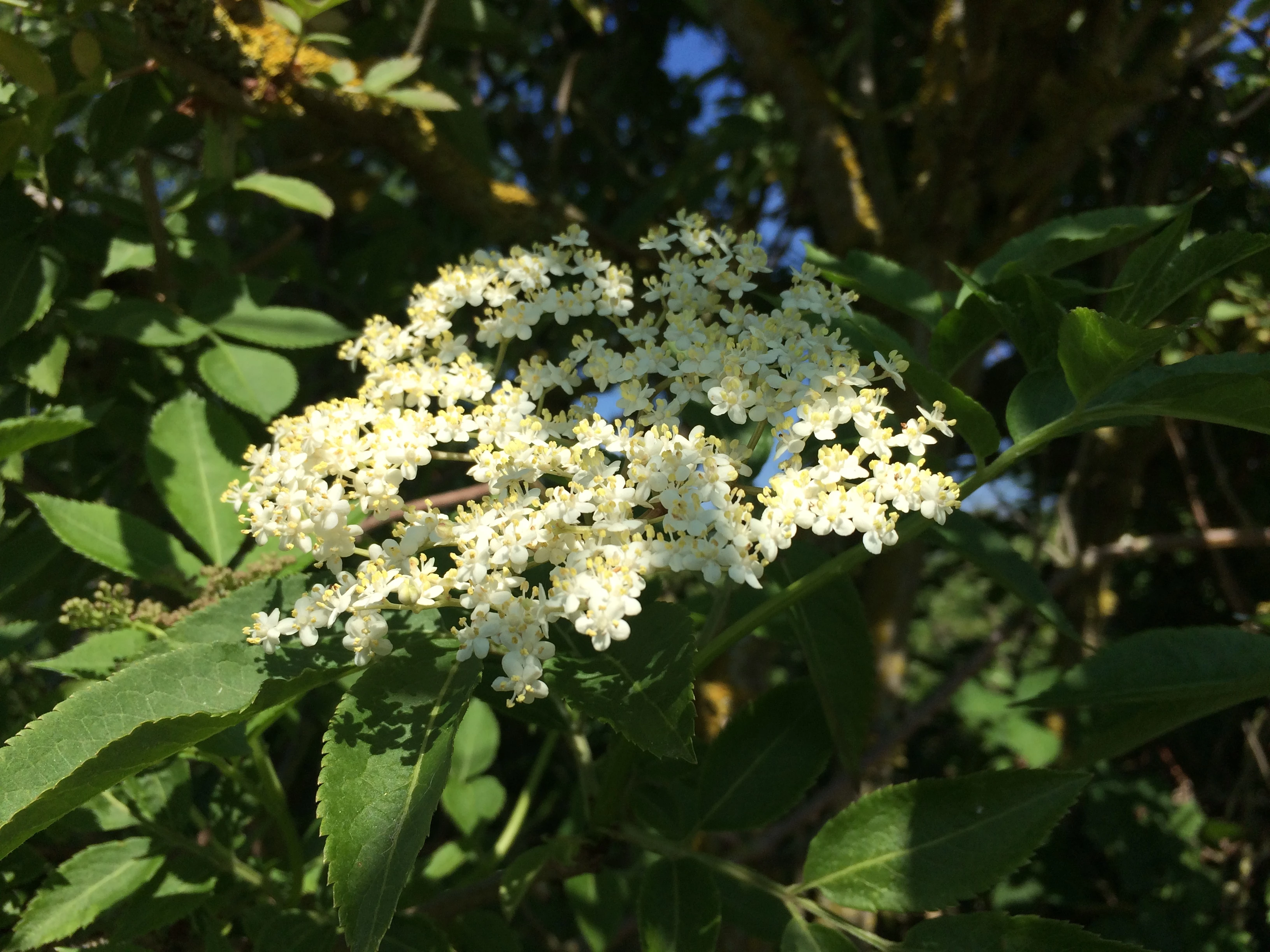 55-elderflowerjpg.jpg