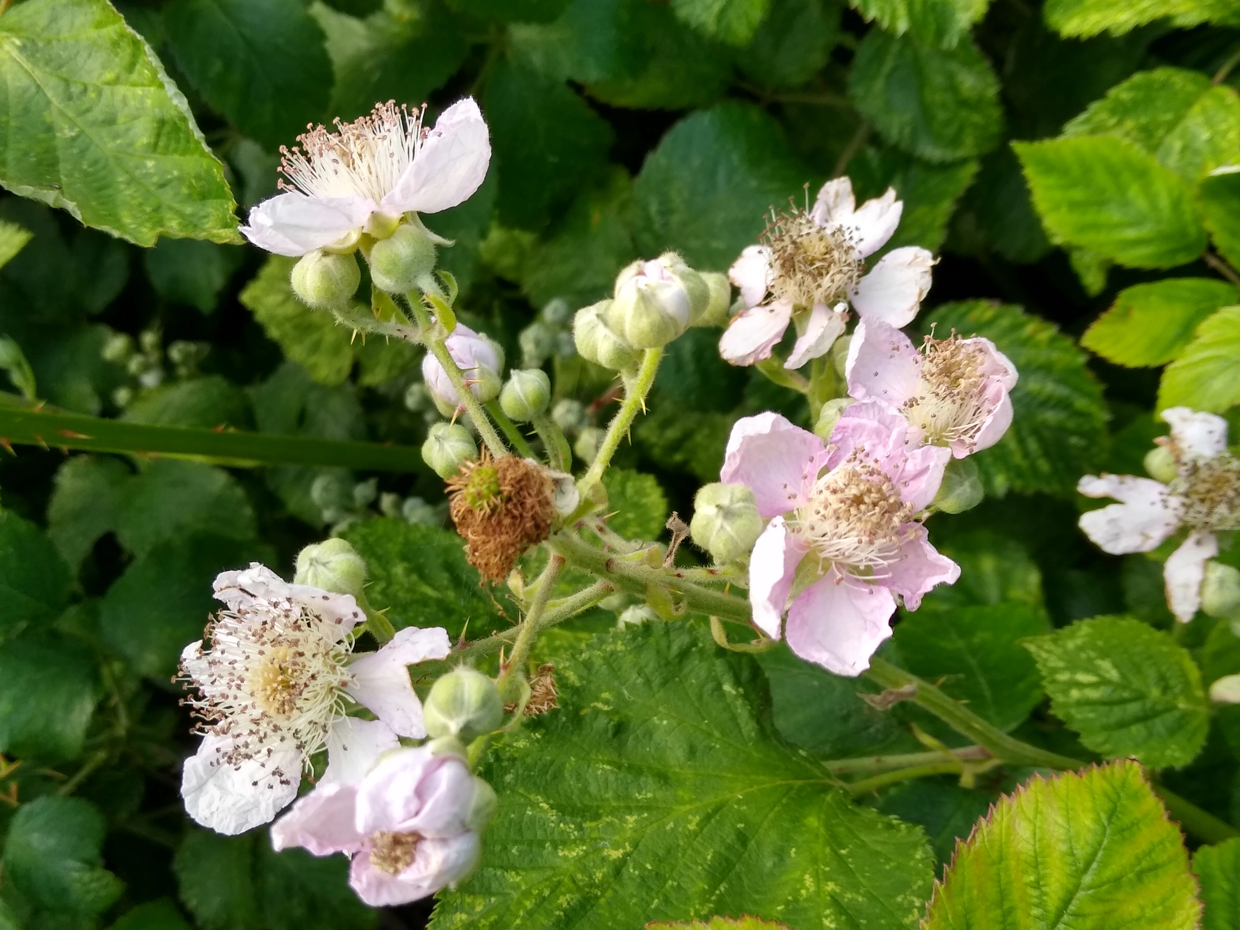 88-bramble2.jpg