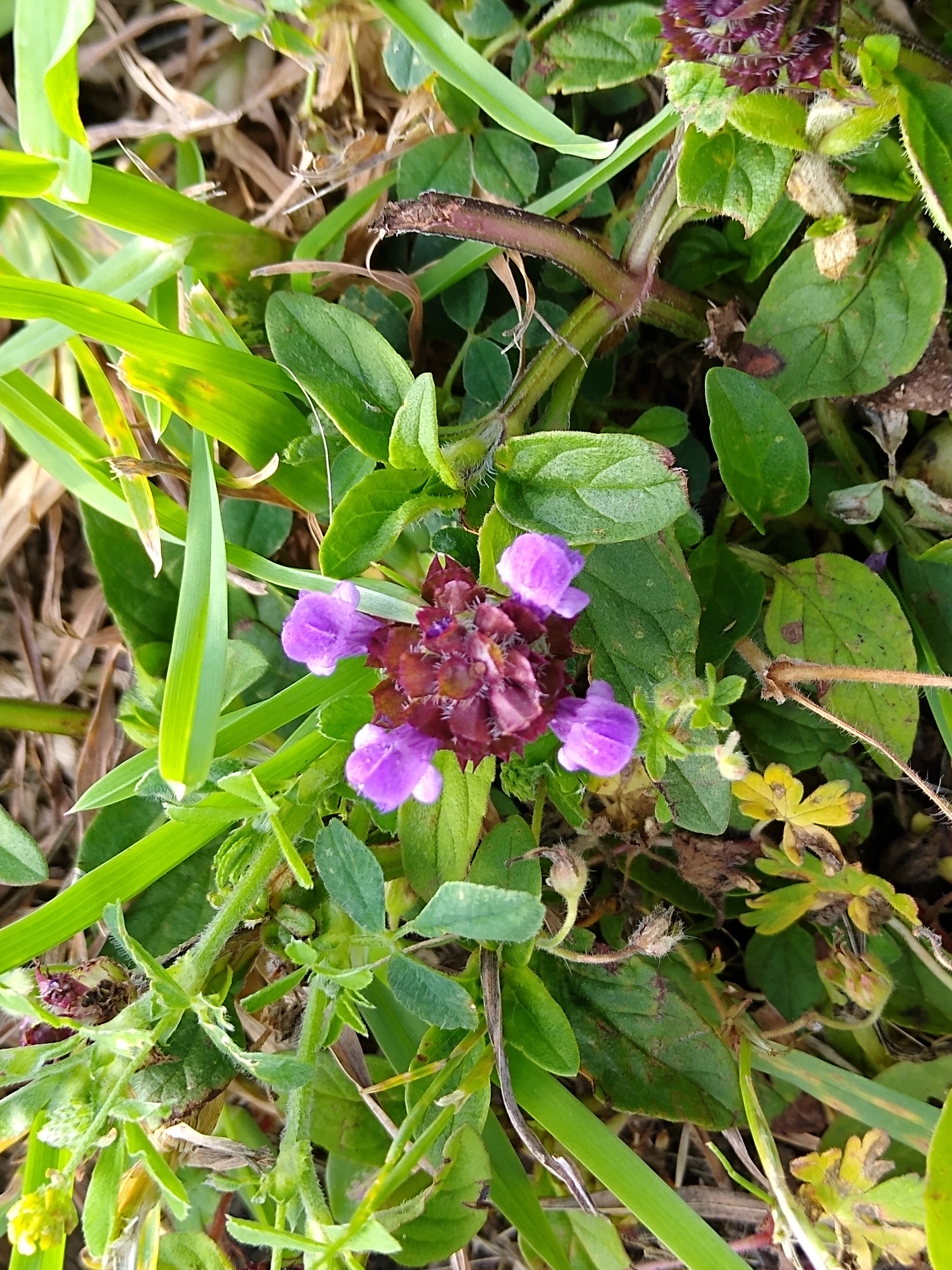 88-purple-alpine.jpg