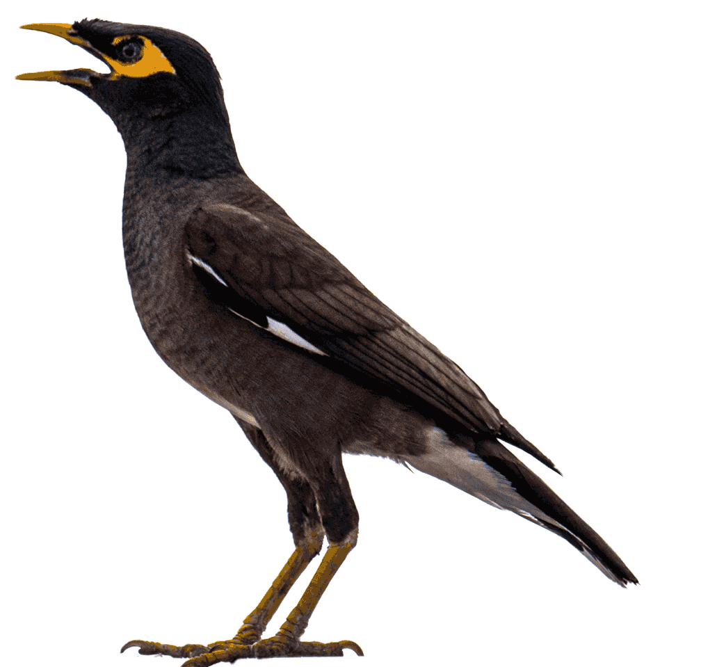 Do Bats Poop When They Fly