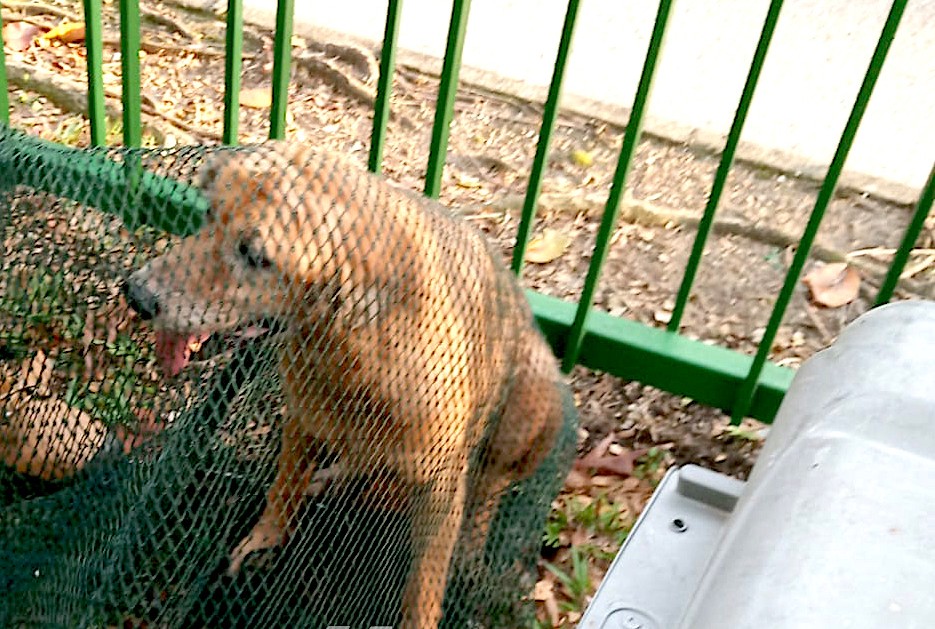 03059356293136-dog.jpg