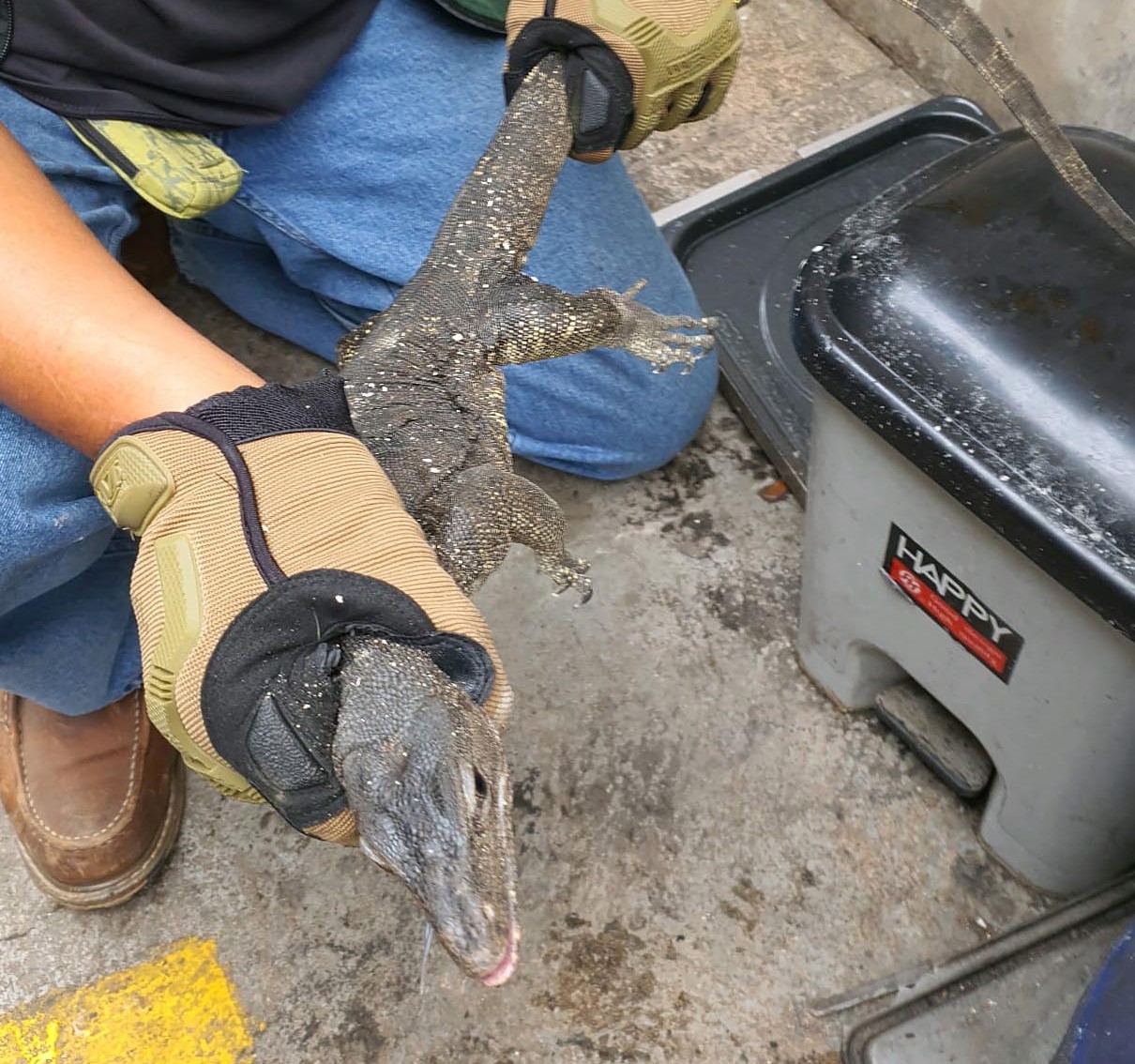 0330121011343020-monitor-lizard-low-16154476280314.jpg