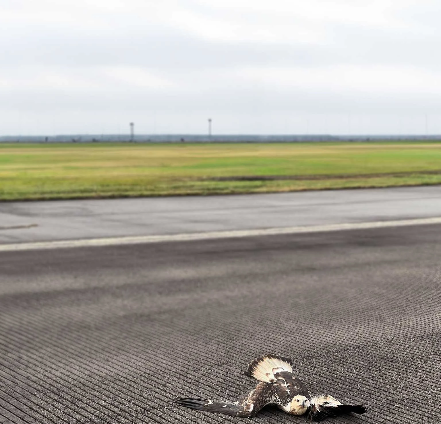 0672153614784674-bird-on-ground-copy-17427015901229.jpg