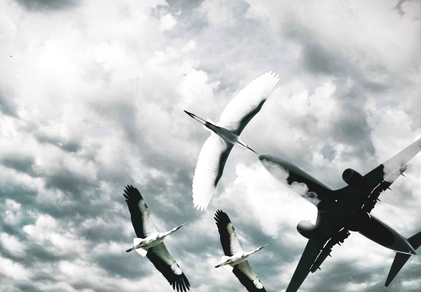 Wildlife Management 11251168911714189-airport-storklow.jpg