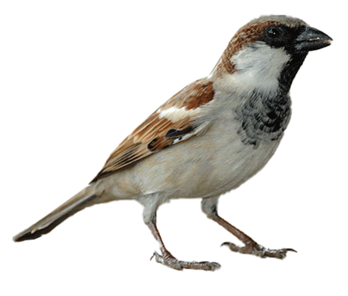 1165-house-sparrow.png