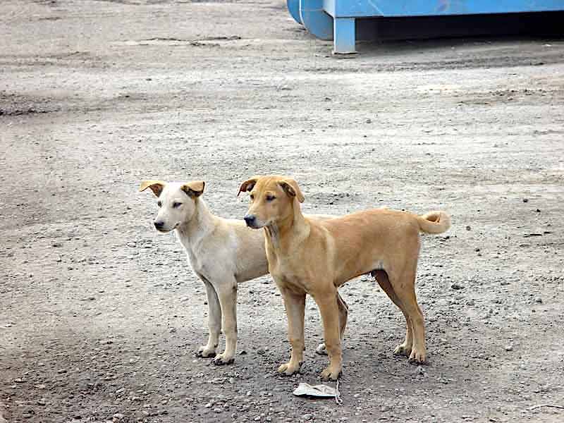 Feral Dog or Wild boar Management Mastermark Pte Ltd