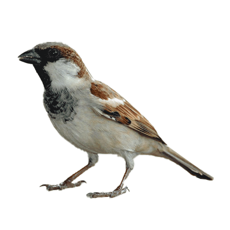 1411-house-sparrow-low-16006510870799.png