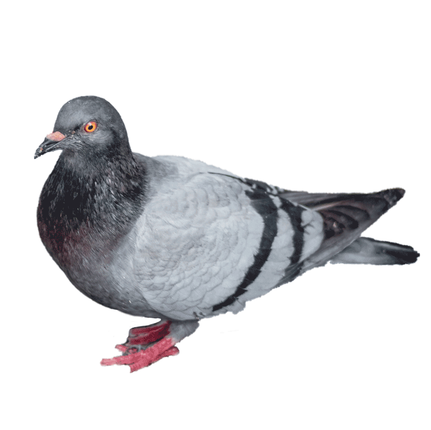 1411-pigeon-low-16006510935785.png