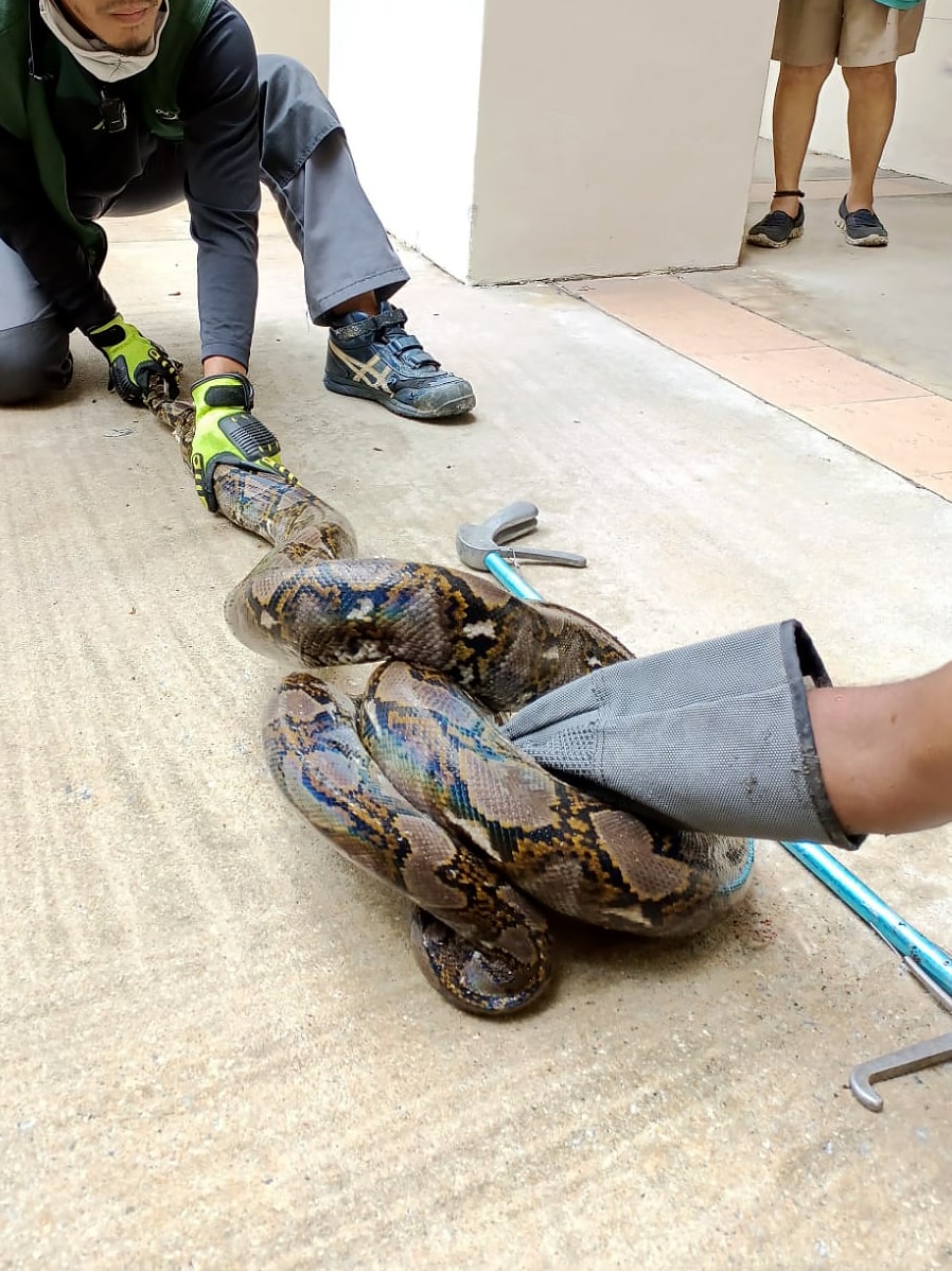 Managing Wild Animals 1670-snake24-cropped-min.jpg