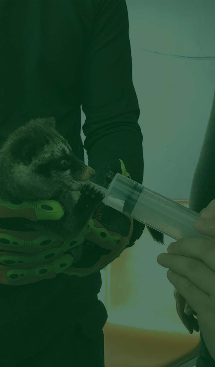 Managing Wild Animals 1670-snake24-cropped-min.jpg