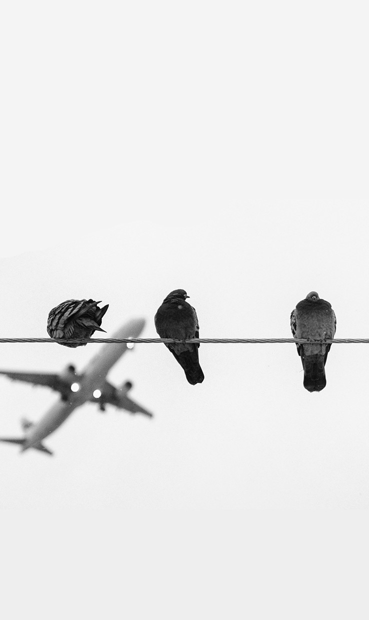 207073812404149-pigeon-plane.jpg