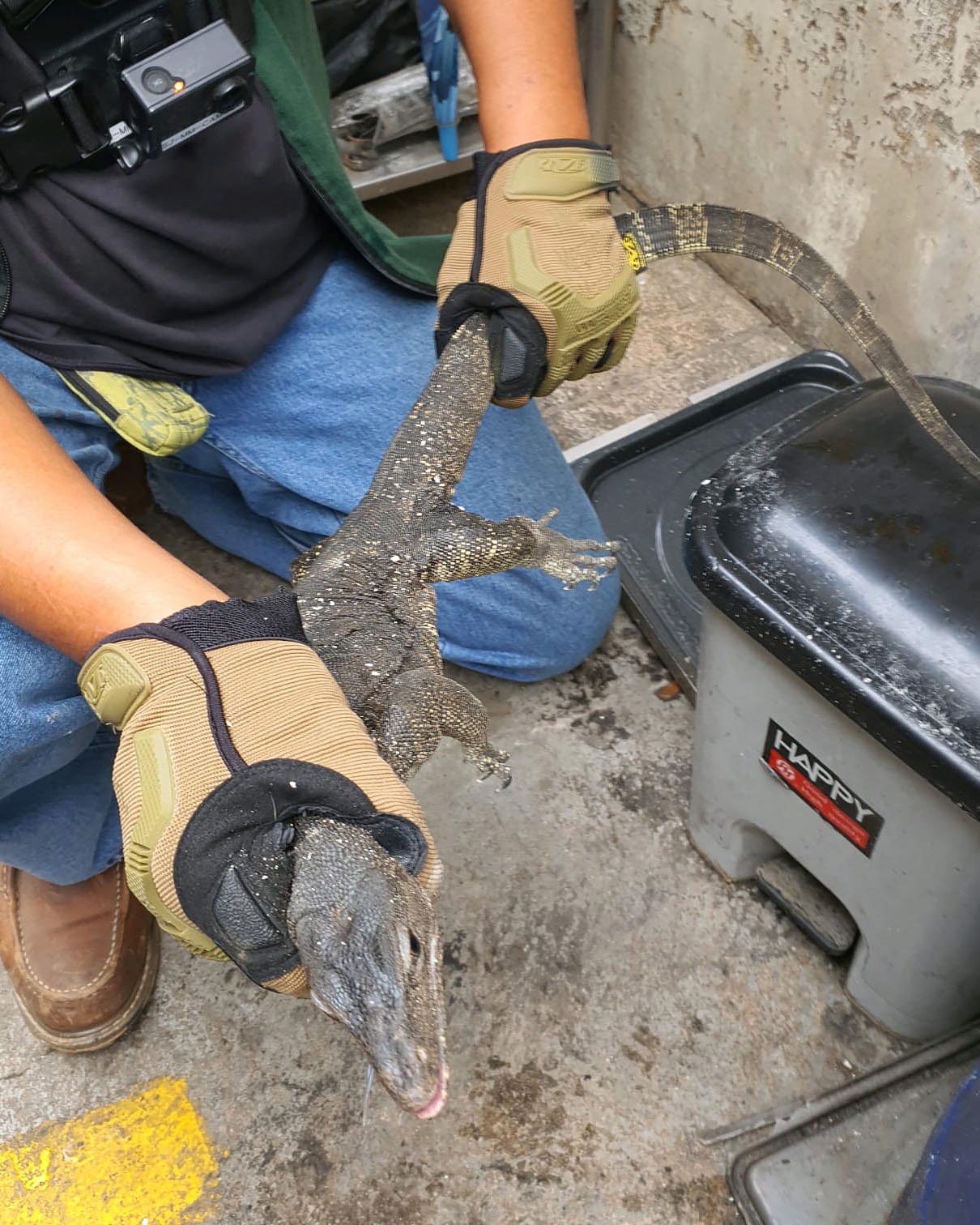 3020-monitor-lizard-low-16154476280314.jpg