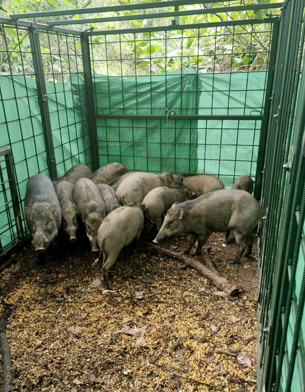 3148-13-wild-boars-edit.jpeg