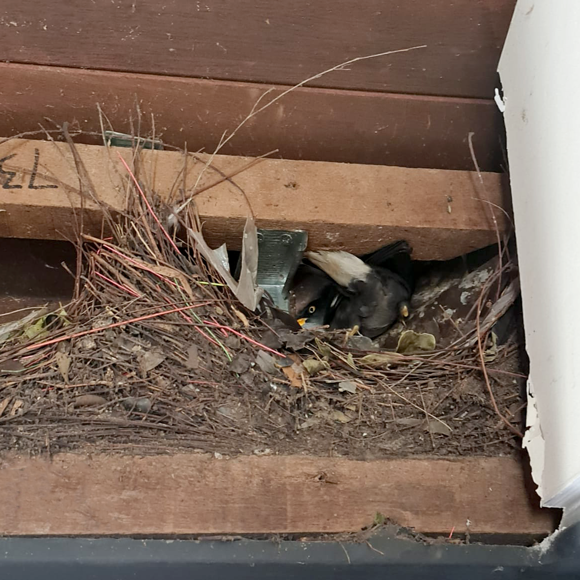 3208-mynah-nest.png