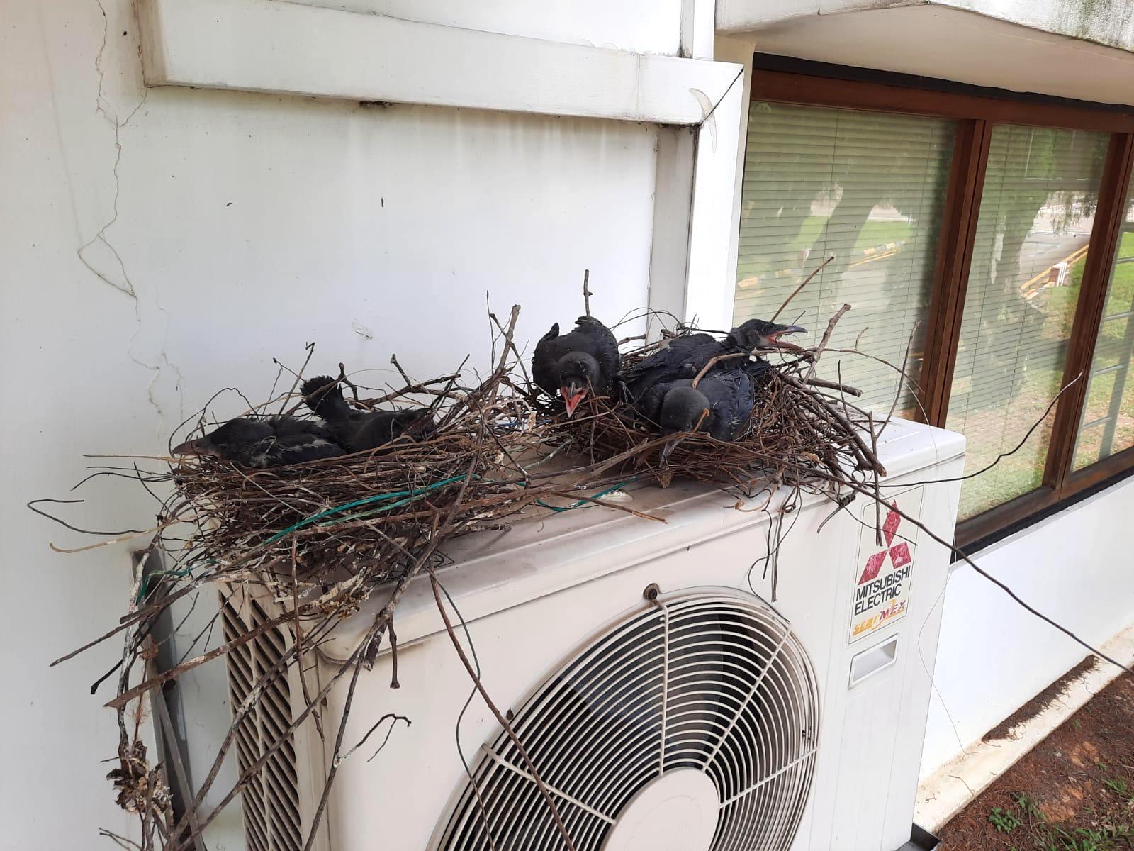 3428-nest-16354908485191.jpeg