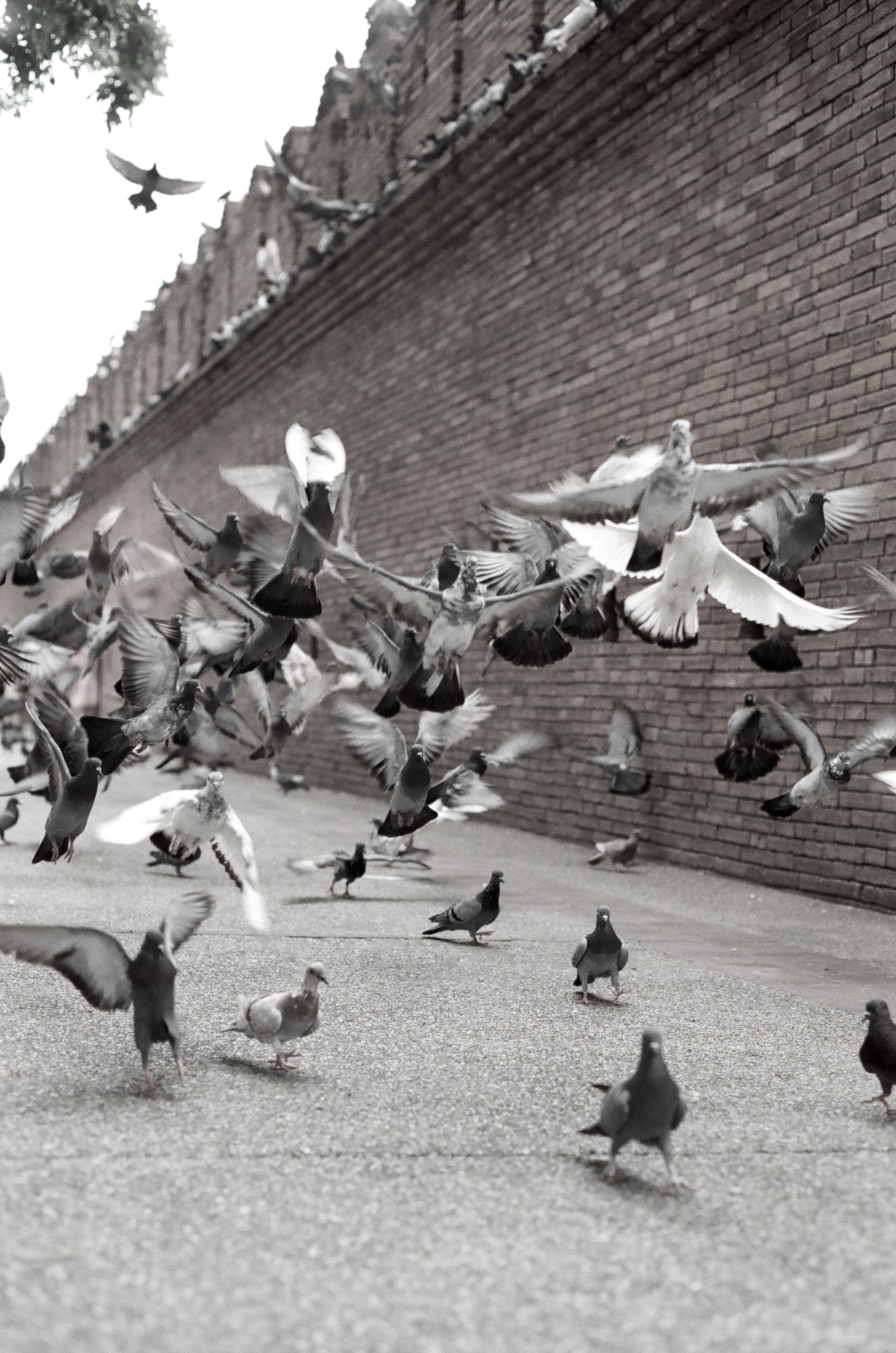 3511-pigeons-flying-off-ground.jpg