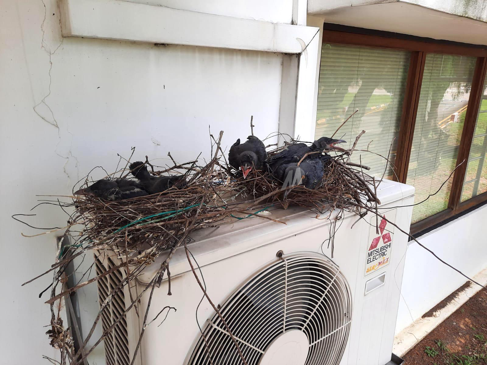 Bird nests on aircon compressor
