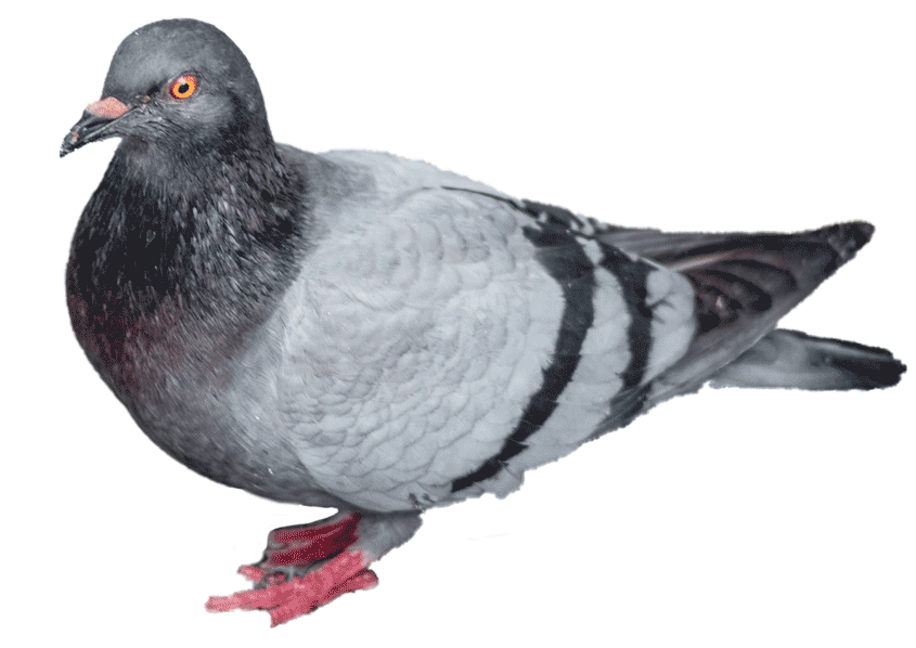 3714-pigeon-low.png