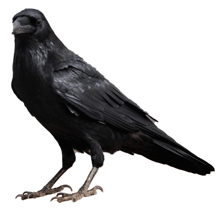 3718-crow-low.png