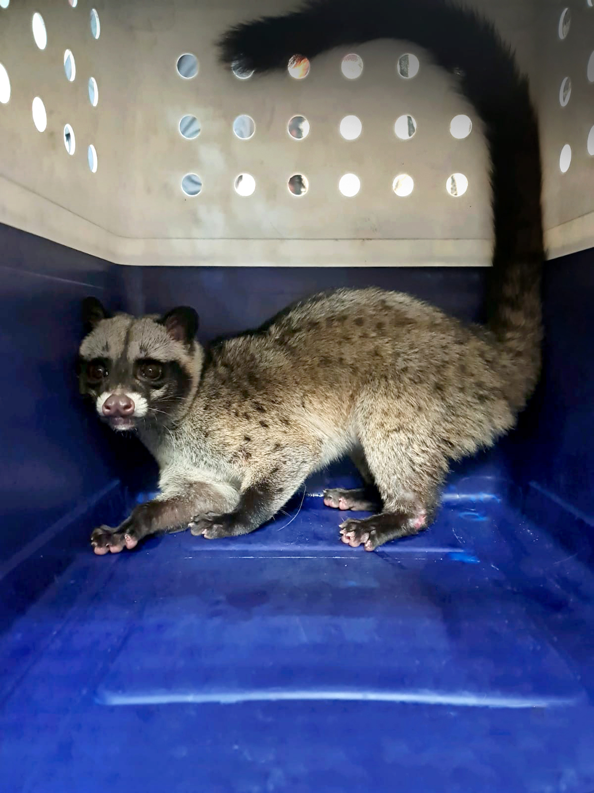 Civet Trapping