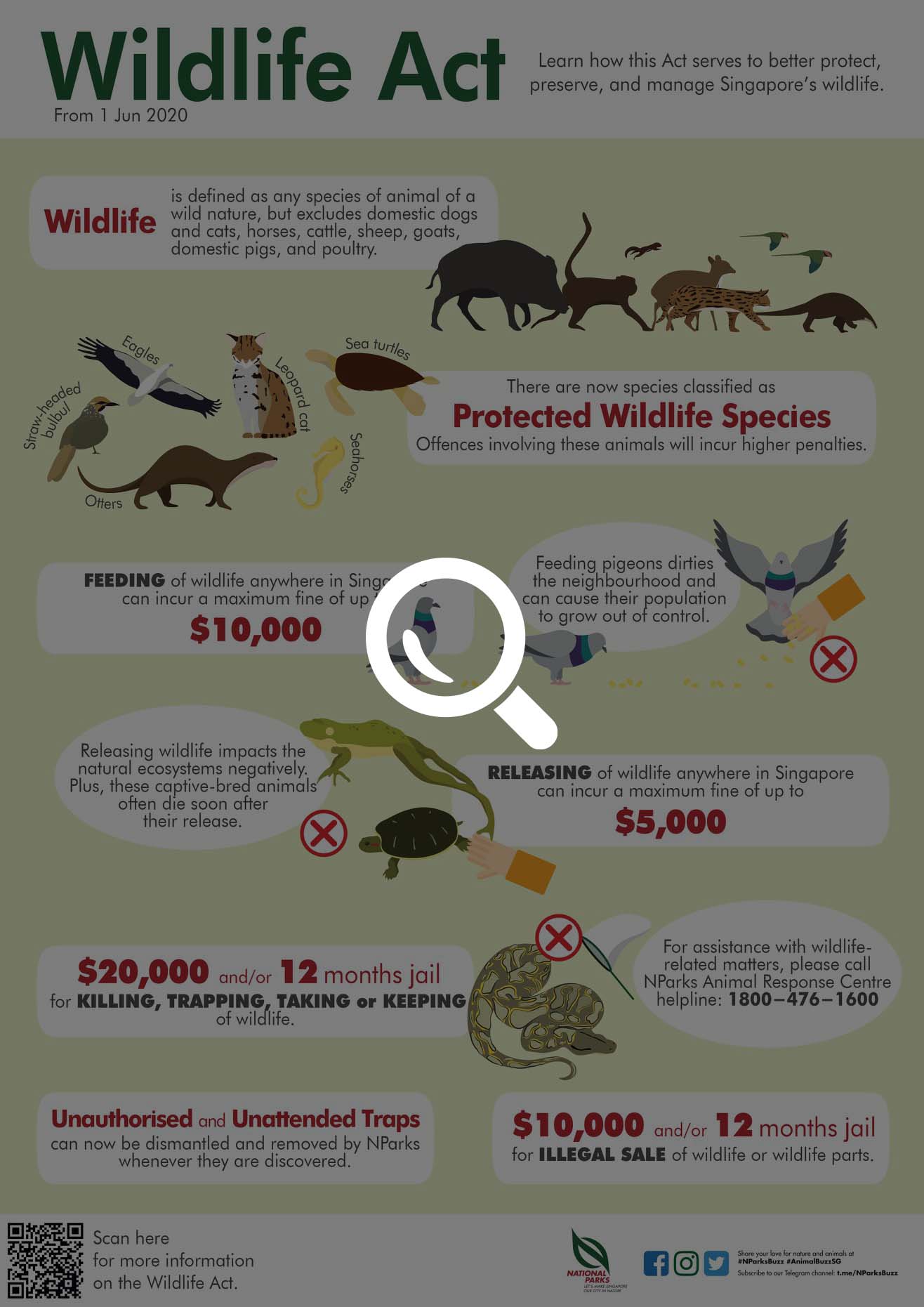 Singapore Wildlife Act Infographic 3928-wildlife-act-inforgraphic.jpeg