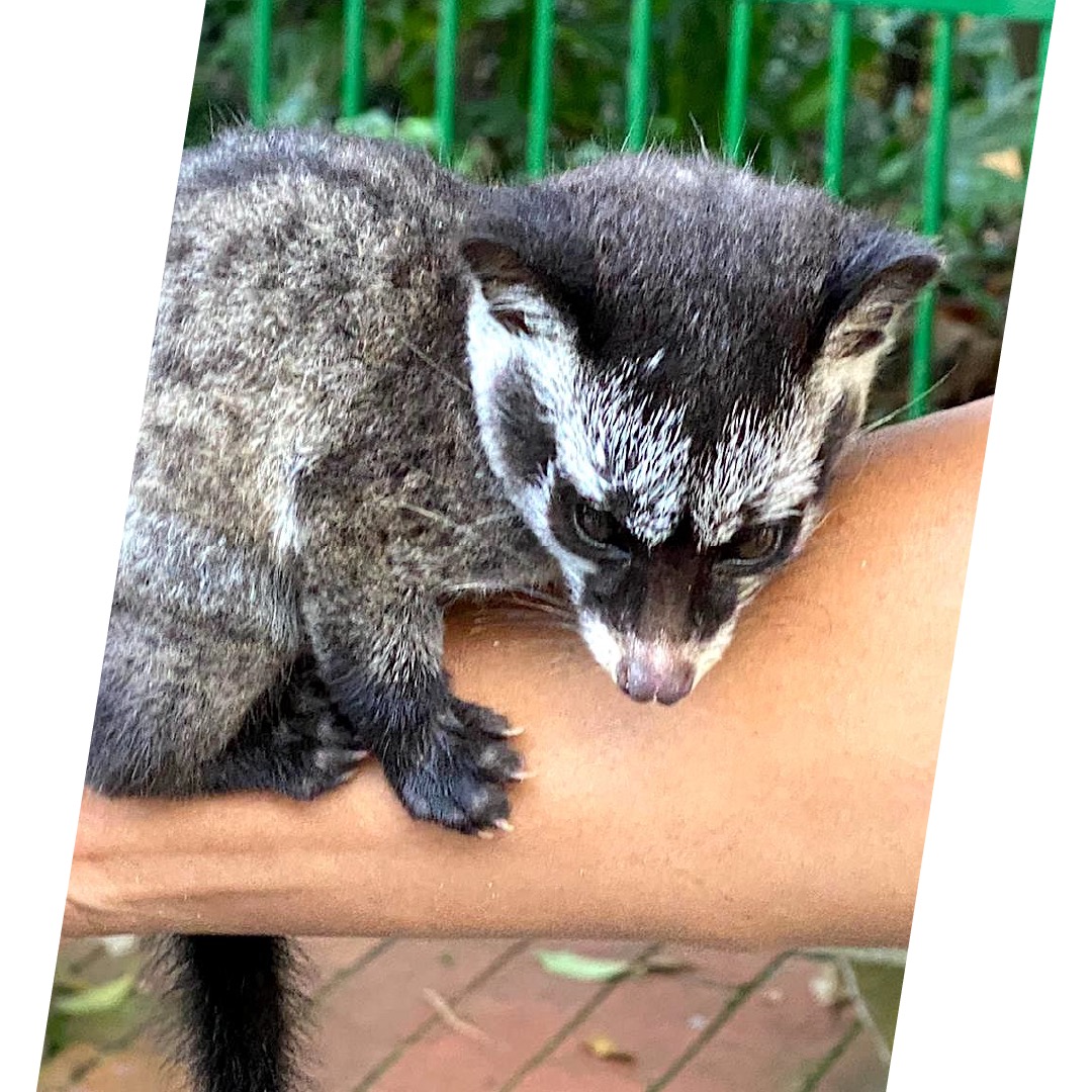 Civet Civet Cat