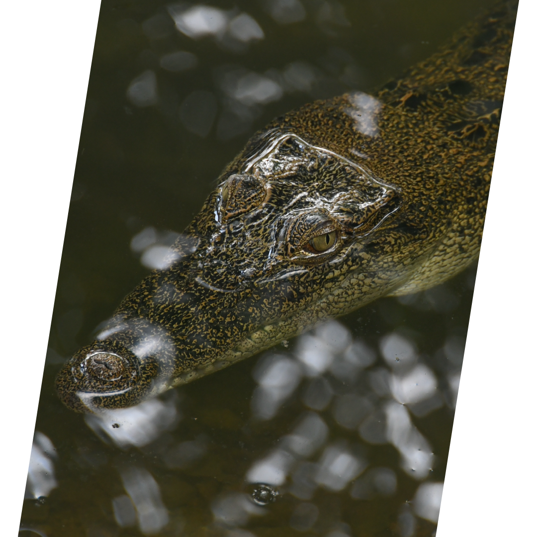 Crocodile Estaurine Crocodile