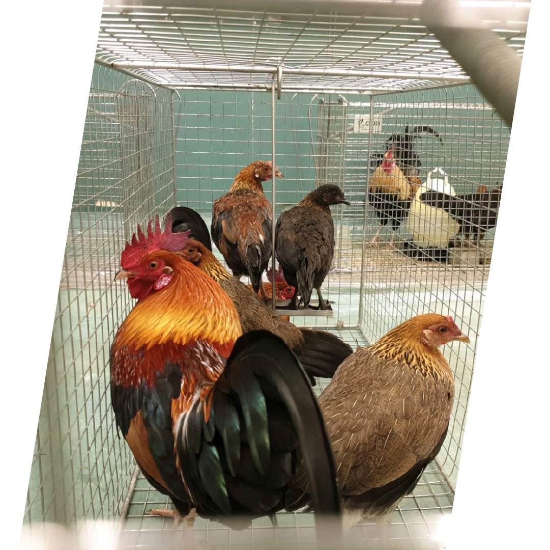 Jungle Fowl 4140-jungle-fowls-copy.jpg