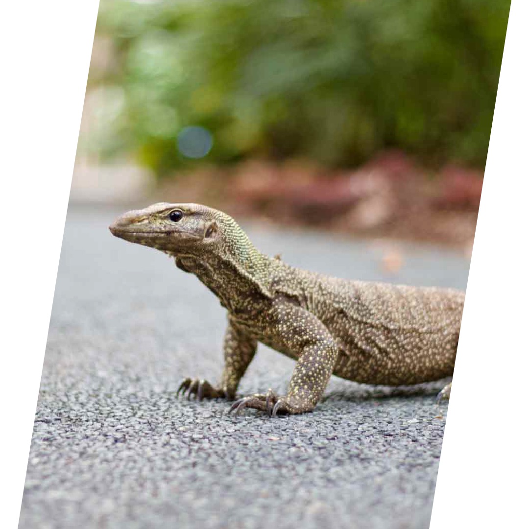 Monitor Lizard 4140-monitor-lizards-copy.jpg